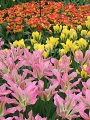 Keukenhof